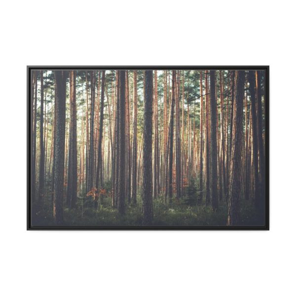 88289-611.jpg Thicket Pine Trees Framed Canvas