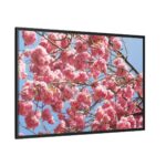 Japanese Cherry Tree Framed Canvas