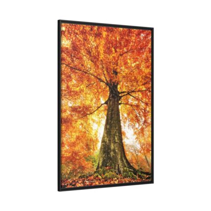 Beech With Autumn Leaves Framed Canvas