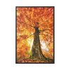88299-116.jpg Beech With Autumn Leaves Framed Canvas