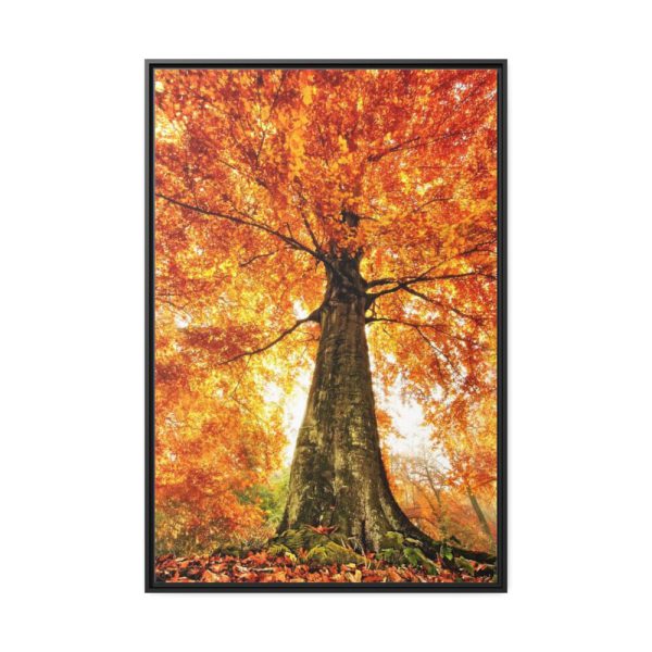 88299-116.jpg Beech With Autumn Leaves Framed Canvas