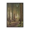 88299-161.jpg Trees in Forest Framed Canvas