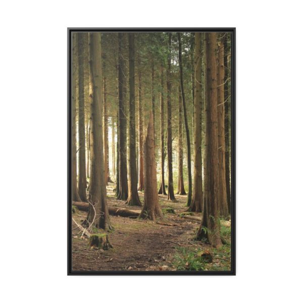 88299-161.jpg Trees in Forest Framed Canvas