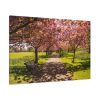 91638-250.jpg Park with Pink Blossom Trees Standard Canvas