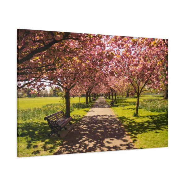 91638-250.jpg Park with Pink Blossom Trees Standard Canvas
