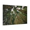 91638-315.jpg Perspective Tall High Up Trees Standard Canvas