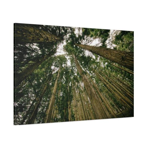 Perspective Tall High Up Trees Standard Canvas