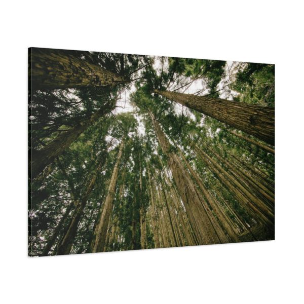 91638-315.jpg Perspective Tall High Up Trees Standard Canvas