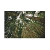 91638-316.jpg Perspective Tall High Up Trees Standard Canvas
