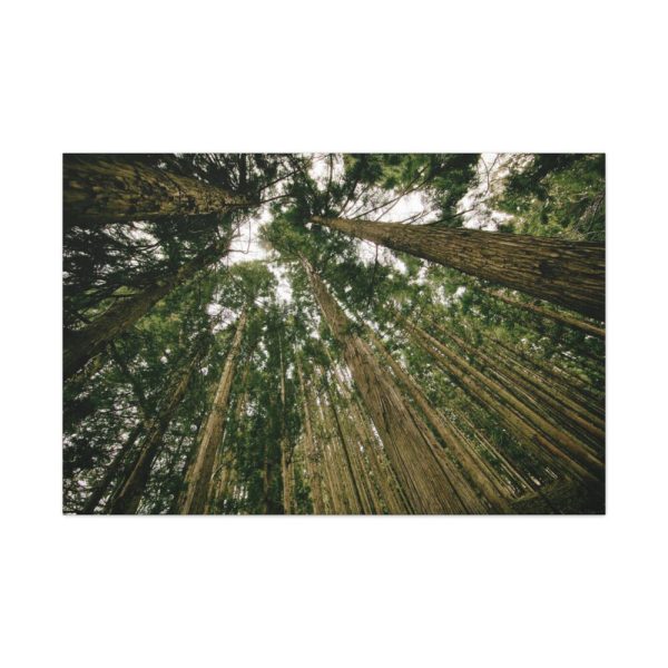 91638-316.jpg Perspective Tall High Up Trees Standard Canvas