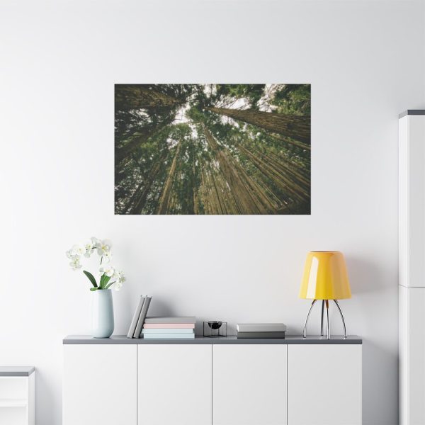 91638-317.jpg Perspective Tall High Up Trees Standard Canvas