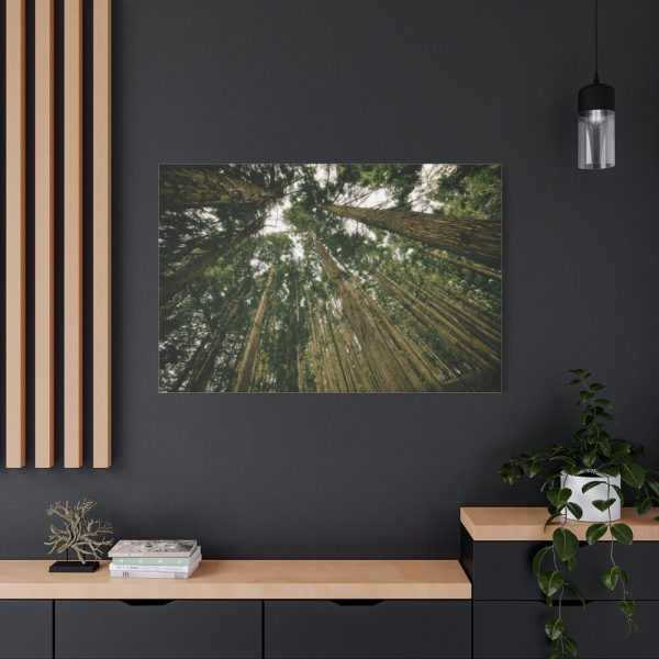 91638-318.jpg Perspective Tall High Up Trees Standard Canvas