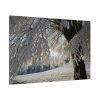 91638-330.jpg Tree Hoarfrost Standard Canvas
