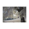 91638-331.jpg Tree Hoarfrost Standard Canvas
