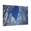 91638-335.jpg Snow Ponderosa Pines Trees Standard Canvas