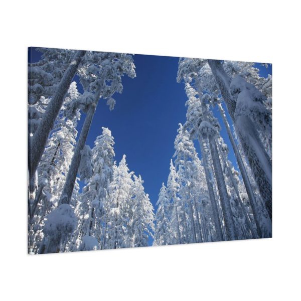 91638-335.jpg Snow Ponderosa Pines Trees Standard Canvas