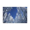 91638-336.jpg Snow Ponderosa Pines Trees Standard Canvas