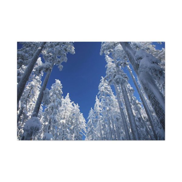 91638-336.jpg Snow Ponderosa Pines Trees Standard Canvas