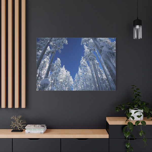 91638-338.jpg Snow Ponderosa Pines Trees Standard Canvas