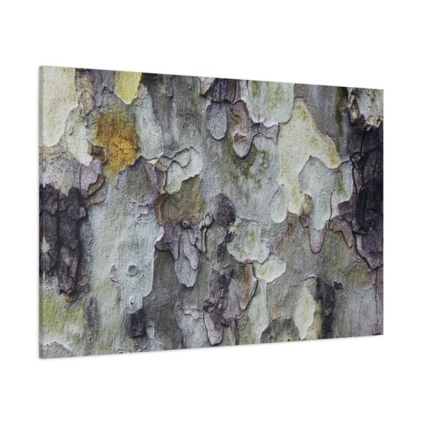 91638-375.jpg Tree Bark Texture Standard Canvas