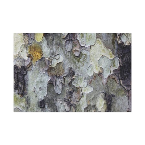 91638-376.jpg Tree Bark Texture Standard Canvas