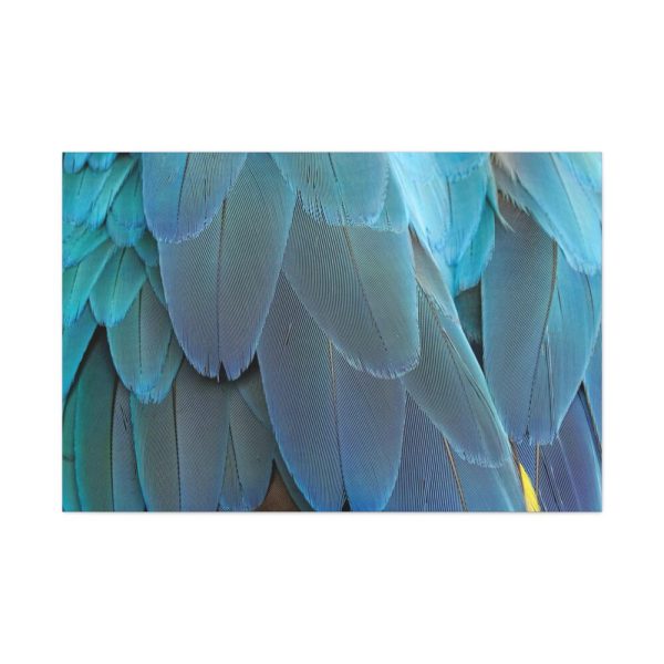 91638-386.jpg Parrot Feathers Texture Standard Canvas