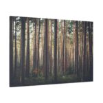 Thicket Pine Trees Standard Canvas