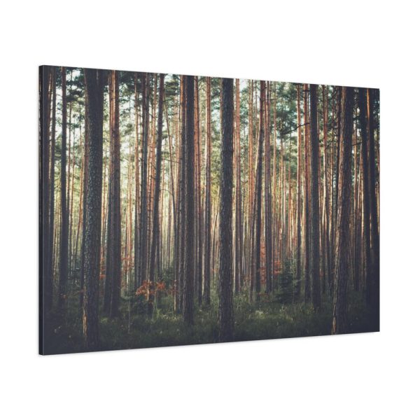 91638-616.jpg Thicket Pine Trees Standard Canvas