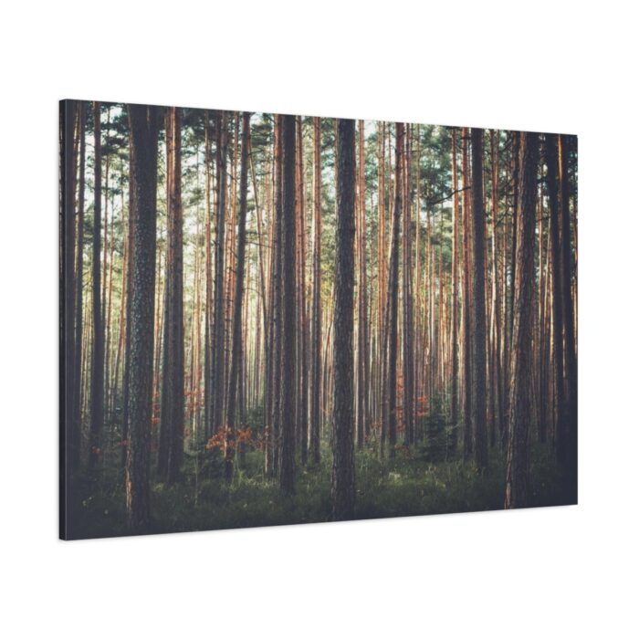 Thicket Pine Trees Standard Canvas - Image 1