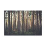 Thicket Pine Trees Standard Canvas - Image 2
