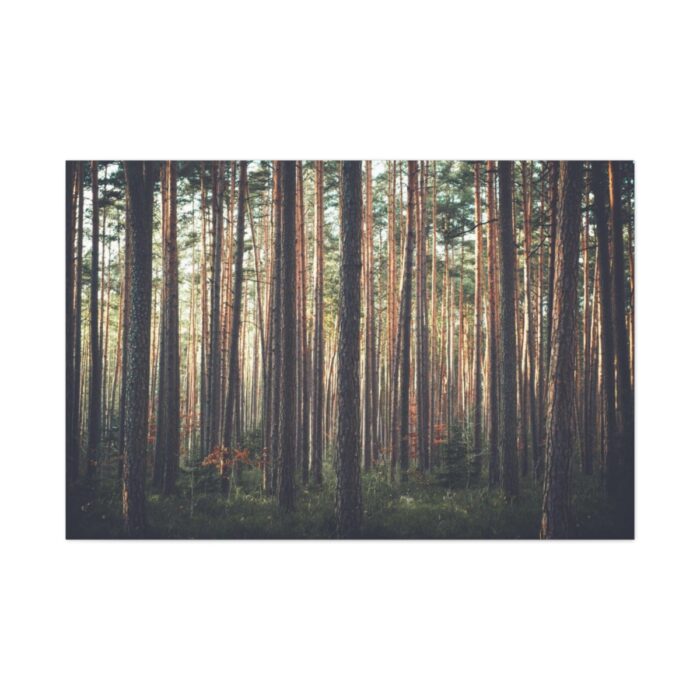 Thicket Pine Trees Standard Canvas - Image 2