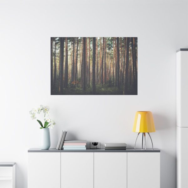 91638-618.jpg Thicket Pine Trees Standard Canvas