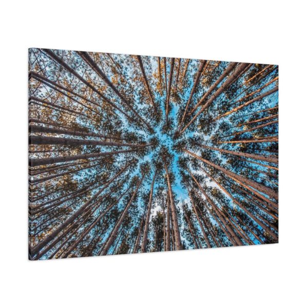 91638-626.jpg Trees Upward Standard Canvas