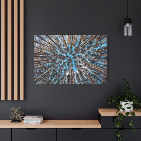 91638-629.jpg Trees Upward Standard Canvas