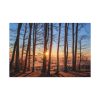 91638-687.jpg Sun and Trees Standard Canvas