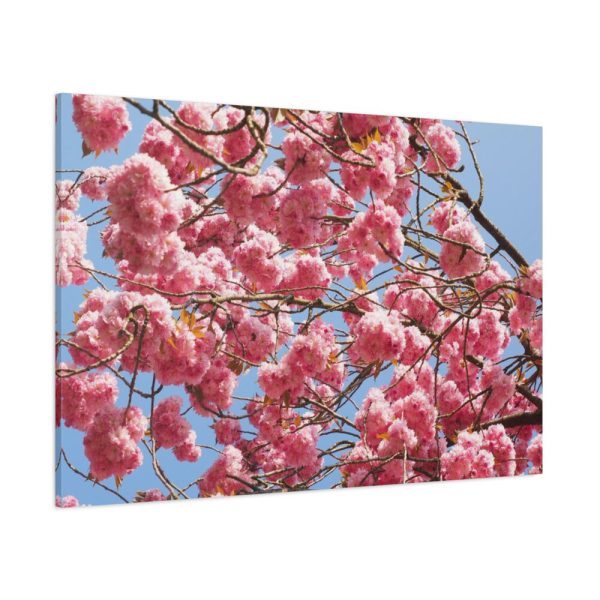 Japanese Cherry Tree Standard Canvas
