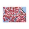 Japanese Cherry Tree Standard Canvas