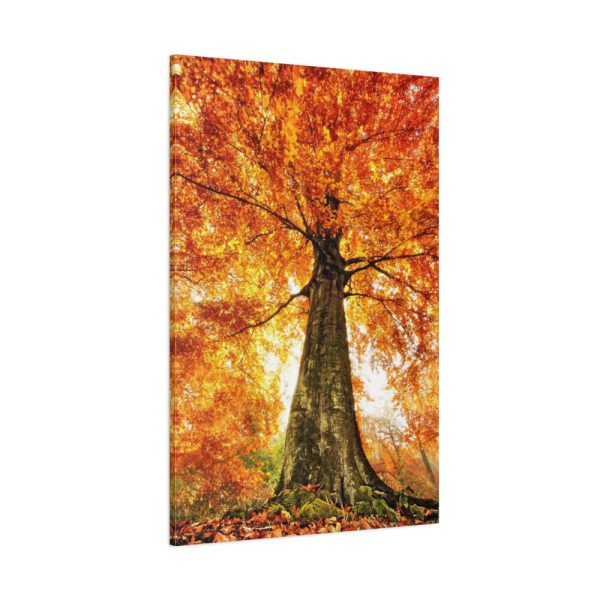 91655-130.jpg Beech With Autumn Leaves Standard Canvas