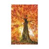 91655-131.jpg Beech With Autumn Leaves Standard Canvas