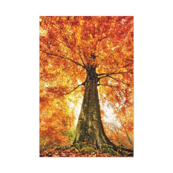 91655-131.jpg Beech With Autumn Leaves Standard Canvas