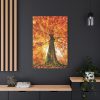 91655-133.jpg Beech With Autumn Leaves Standard Canvas