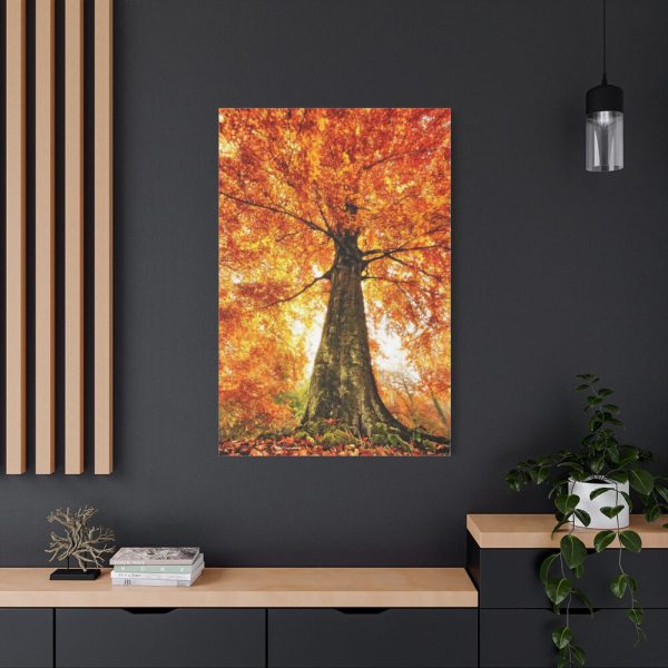 91655-133.jpg Beech With Autumn Leaves Standard Canvas