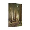 91655-175.jpg Trees in Forest Standard Canvas