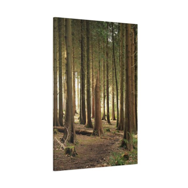 91655-175.jpg Trees in Forest Standard Canvas