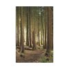 91655-176.jpg Trees in Forest Standard Canvas
