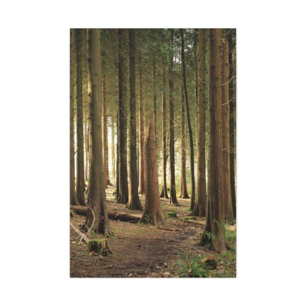 91655-176.jpg Trees in Forest Standard Canvas