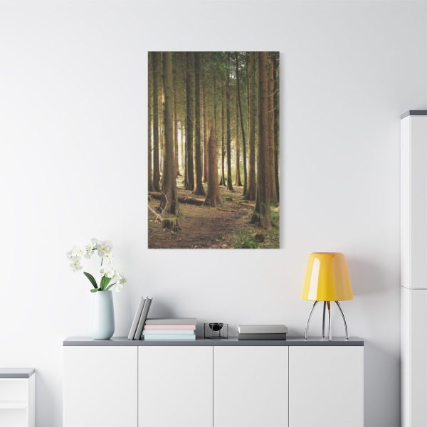 91655-177.jpg Trees in Forest Standard Canvas