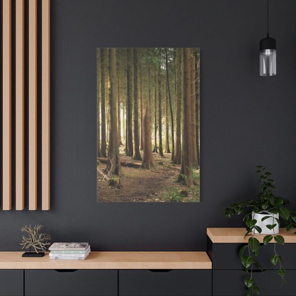 91655-178.jpg Trees in Forest Standard Canvas