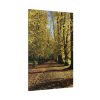 91655-200.jpg Yellow Fallen Leaves From Trees Standard Canvas