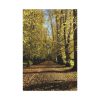 91655-201.jpg Yellow Fallen Leaves From Trees Standard Canvas